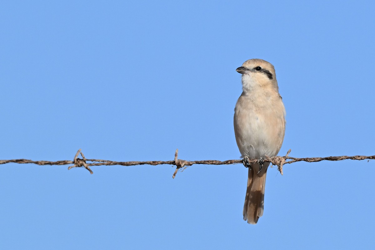 Isabellwürger - ML647819794