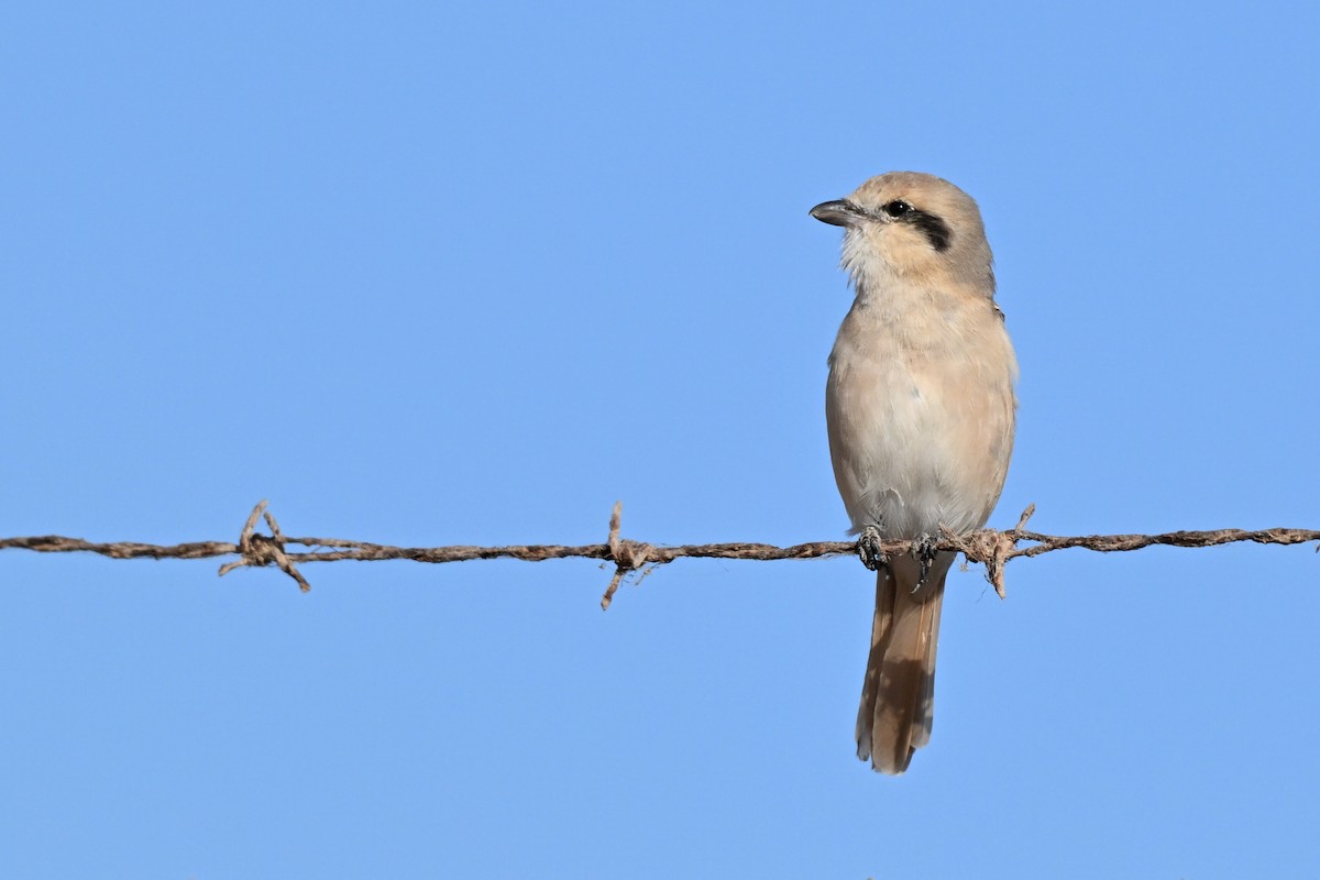 Isabellwürger - ML647819796