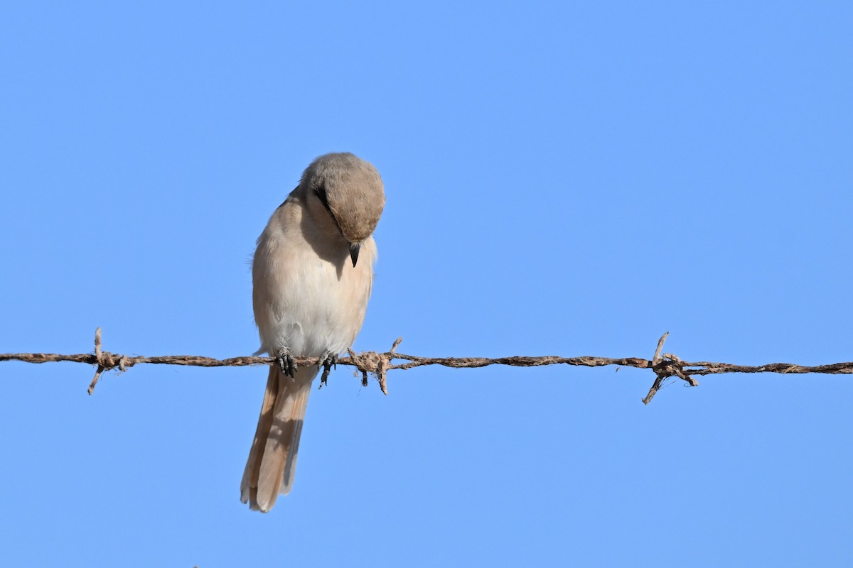 Isabellwürger - ML647819798