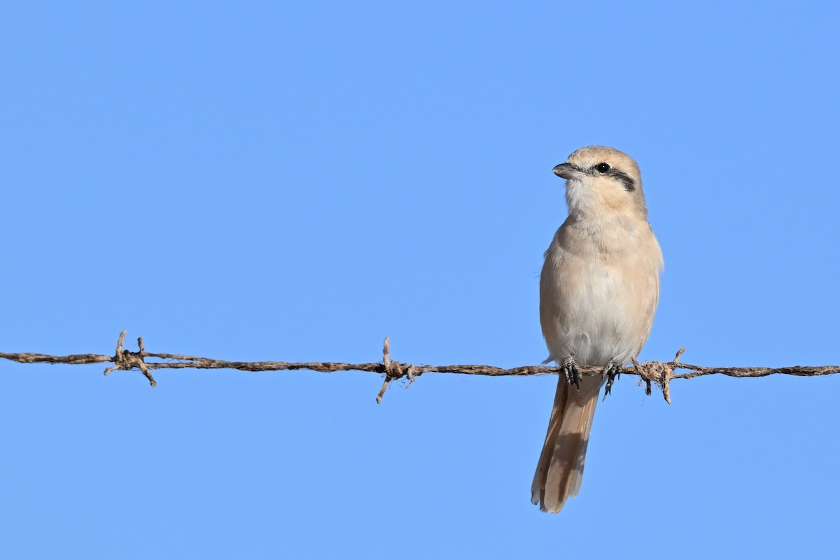 Isabellwürger - ML647819799