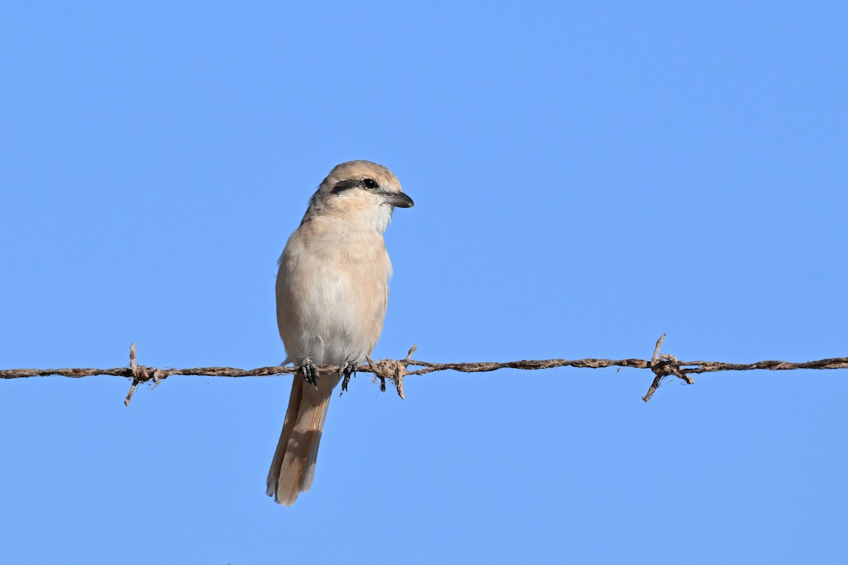 Isabellwürger - ML647819802