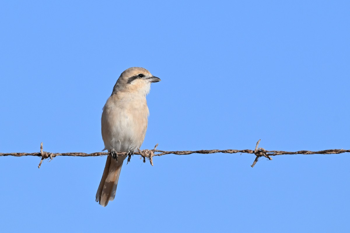 Isabellwürger - ML647819803