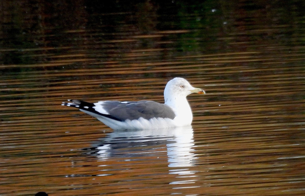 Lesser Black-backed Gull - ML647819804
