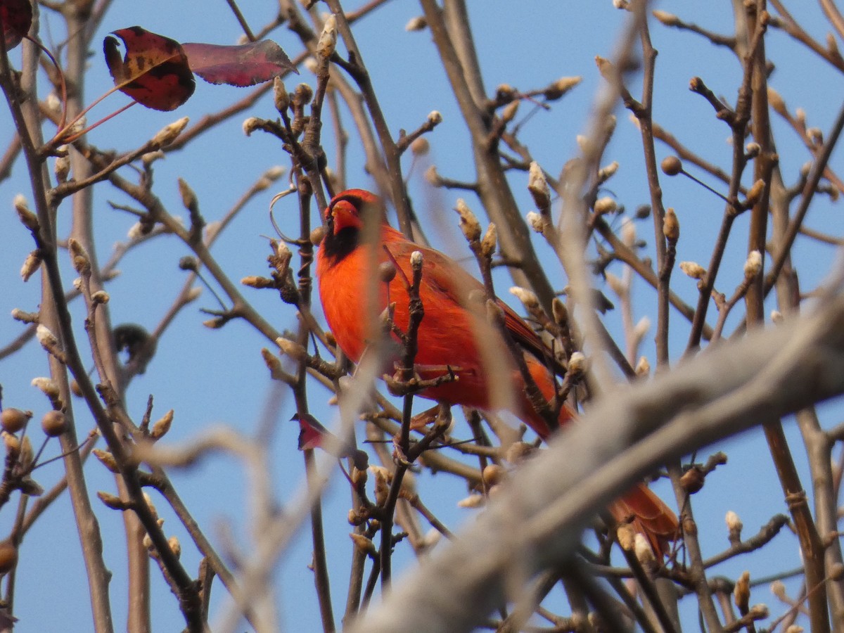 Кардинал червоний - ML647819806