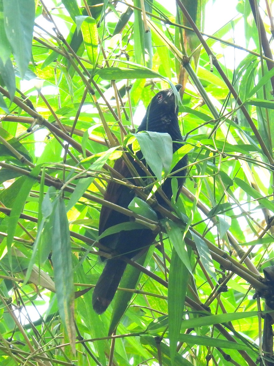 Philippine Coucal - ML647819850