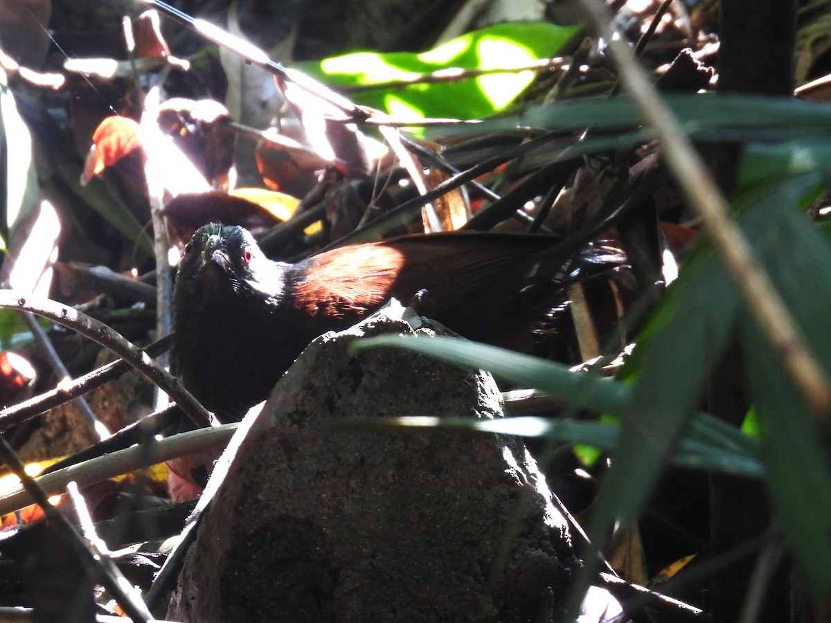 Philippine Coucal - ML647819851