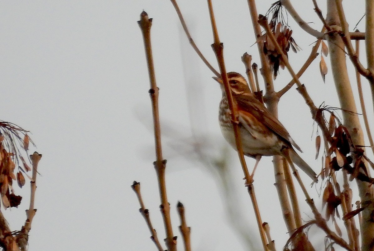 Grive mauvis - ML647819854