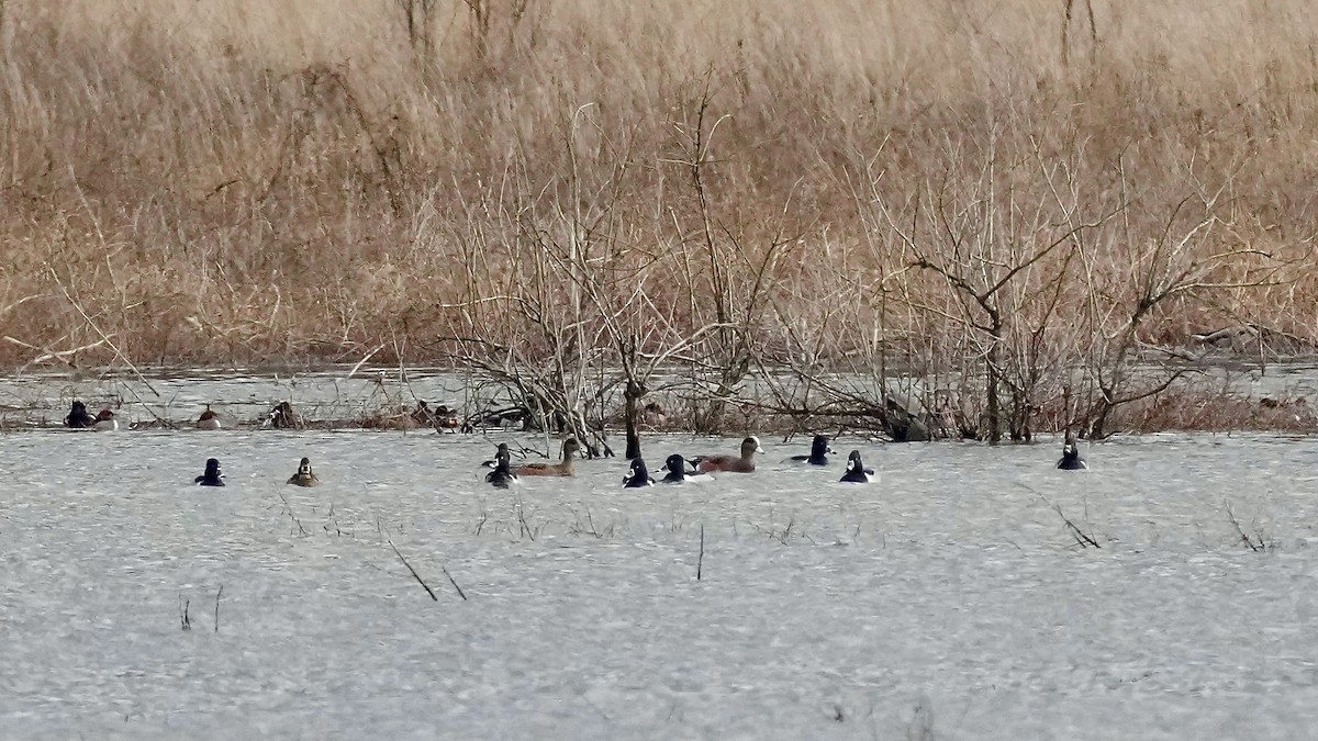 Свищ американський - ML647819855