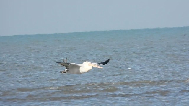 Dalmatian Pelican - ML647819864