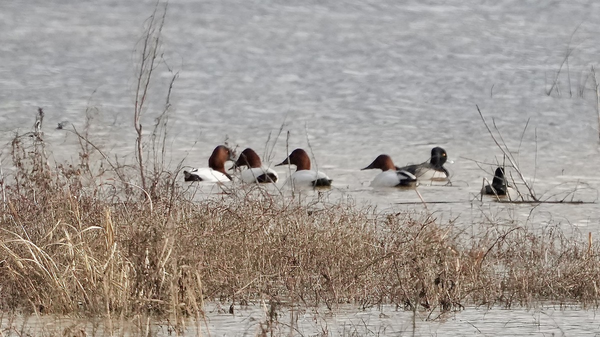 Murgilari bizkarzuria - ML647819891