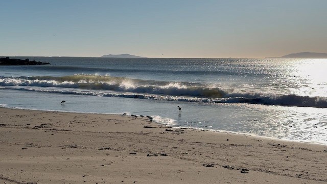 Sanderling - ML647819898