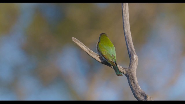 Rainbow Bee-eater - ML647819913