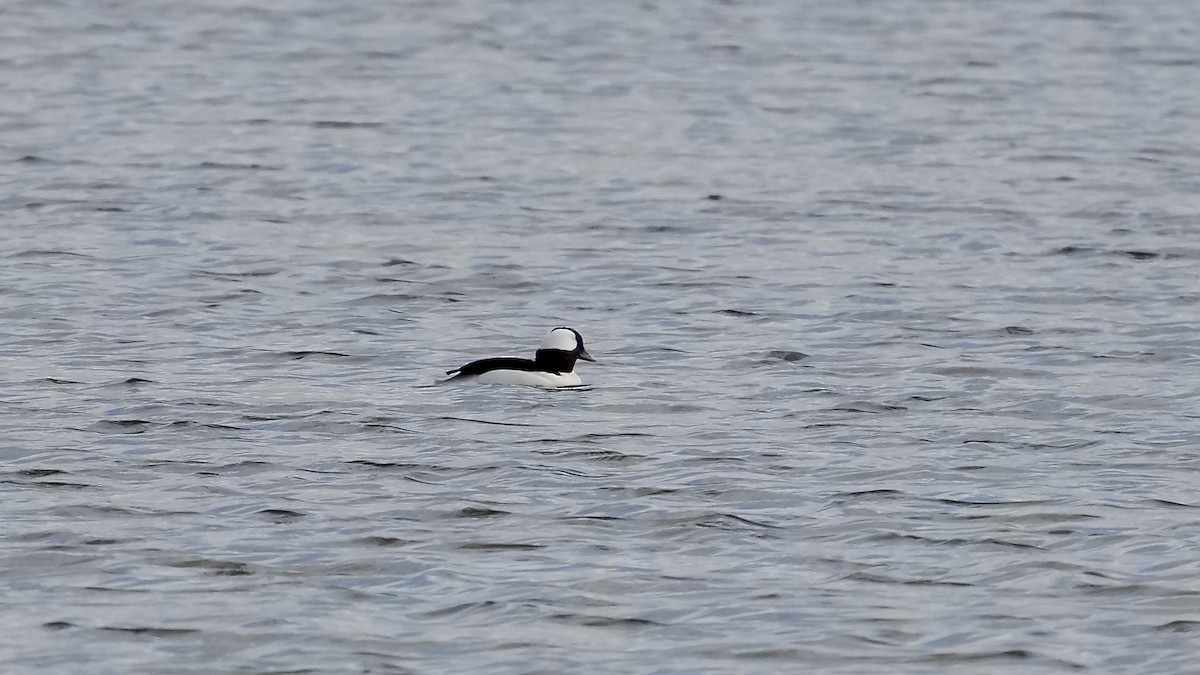 Гоголь-головастик - ML647819945