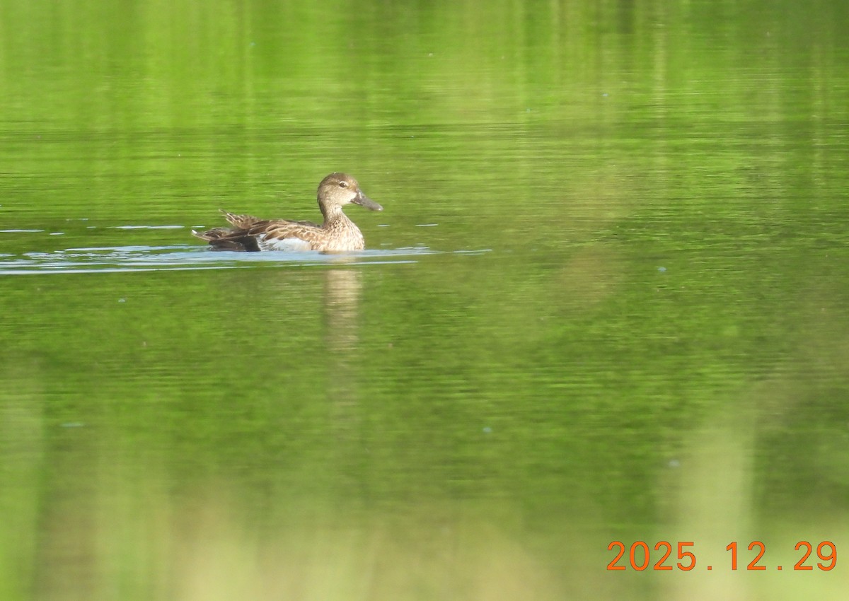 Blue-winged Teal - ML647819947