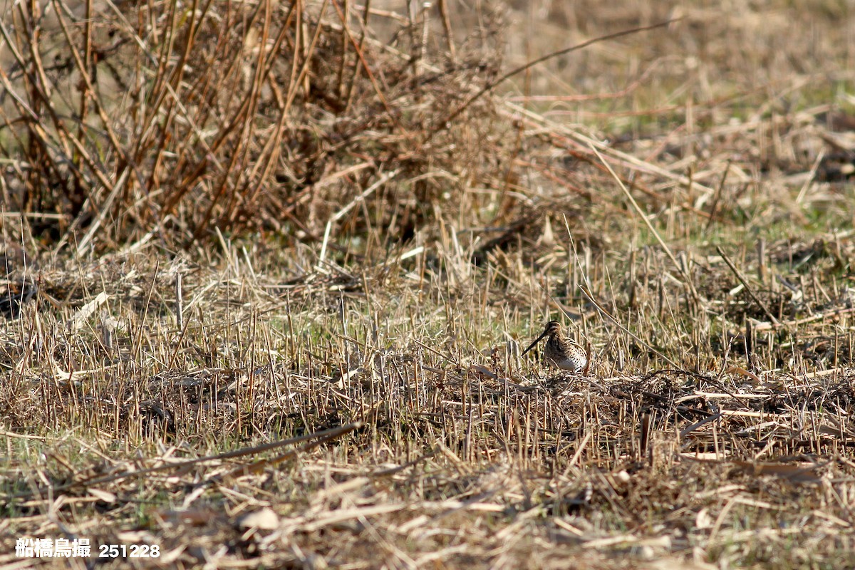 חרטומית ביצות - ML647819968