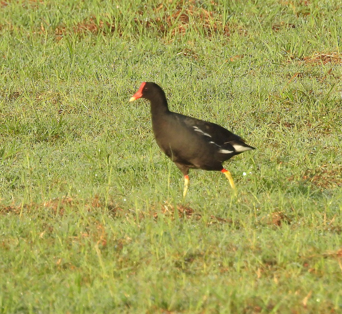 Common Gallinule - ML647819986