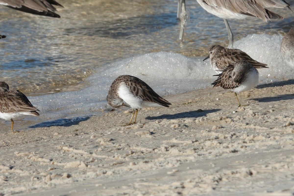Least Sandpiper - ML647819987