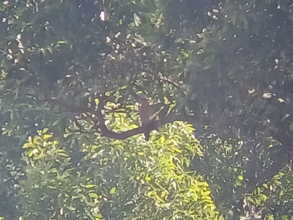 Eurasian Kestrel - ML647819990