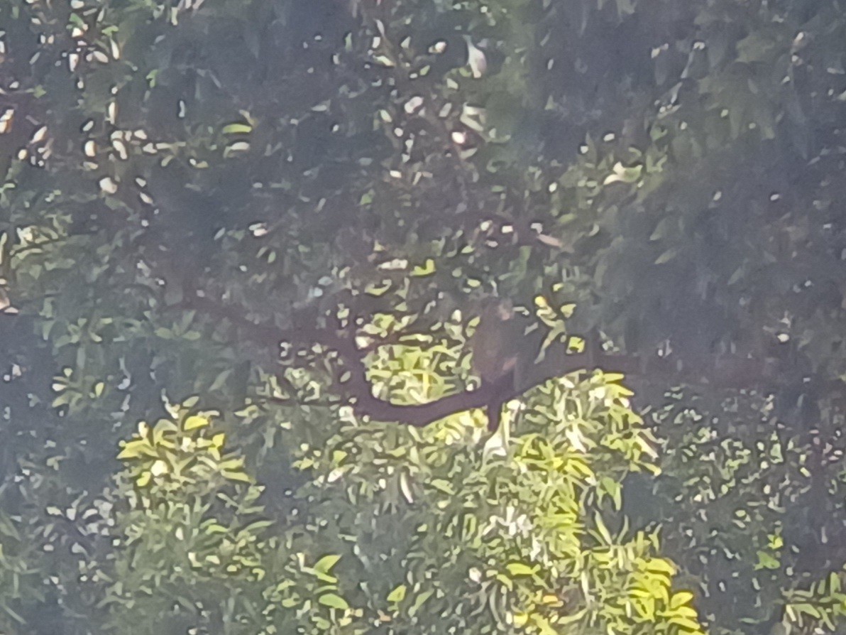 Eurasian Kestrel - ML647819991