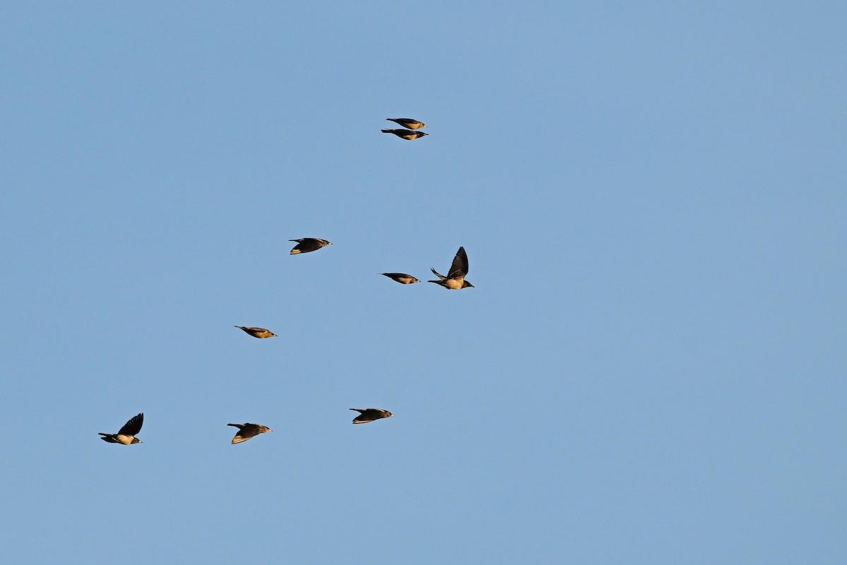 Rosy Starling - ML647819993