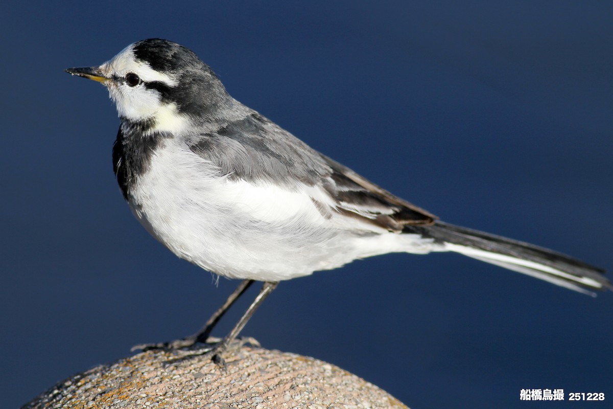 White Wagtail - ML647819994
