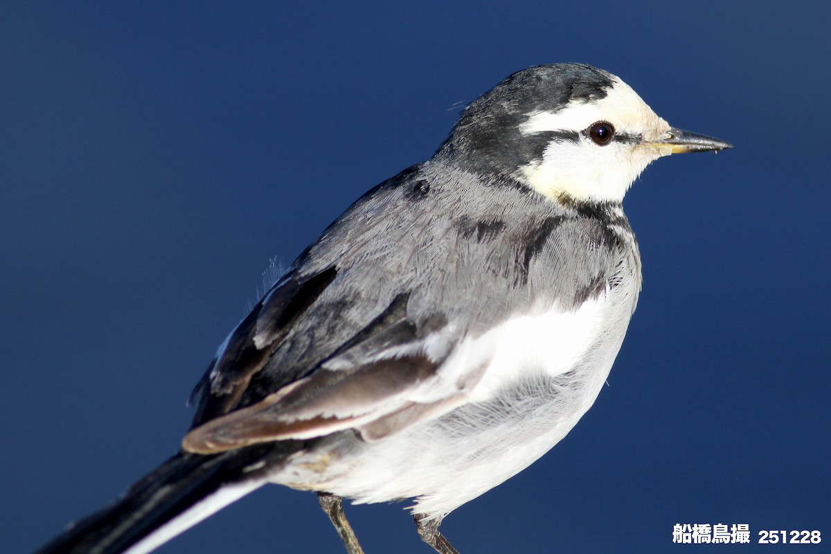 White Wagtail - ML647819995
