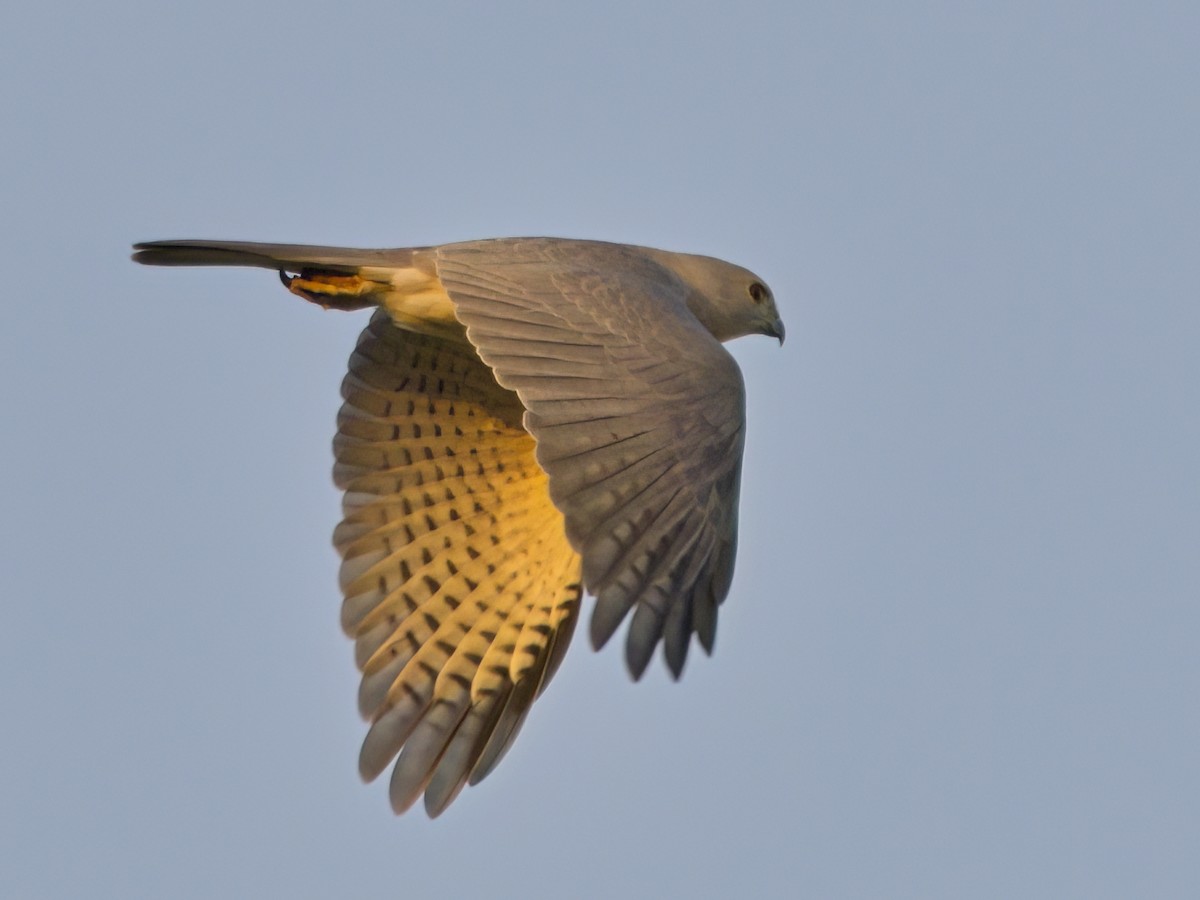 Shikra - ML647819996