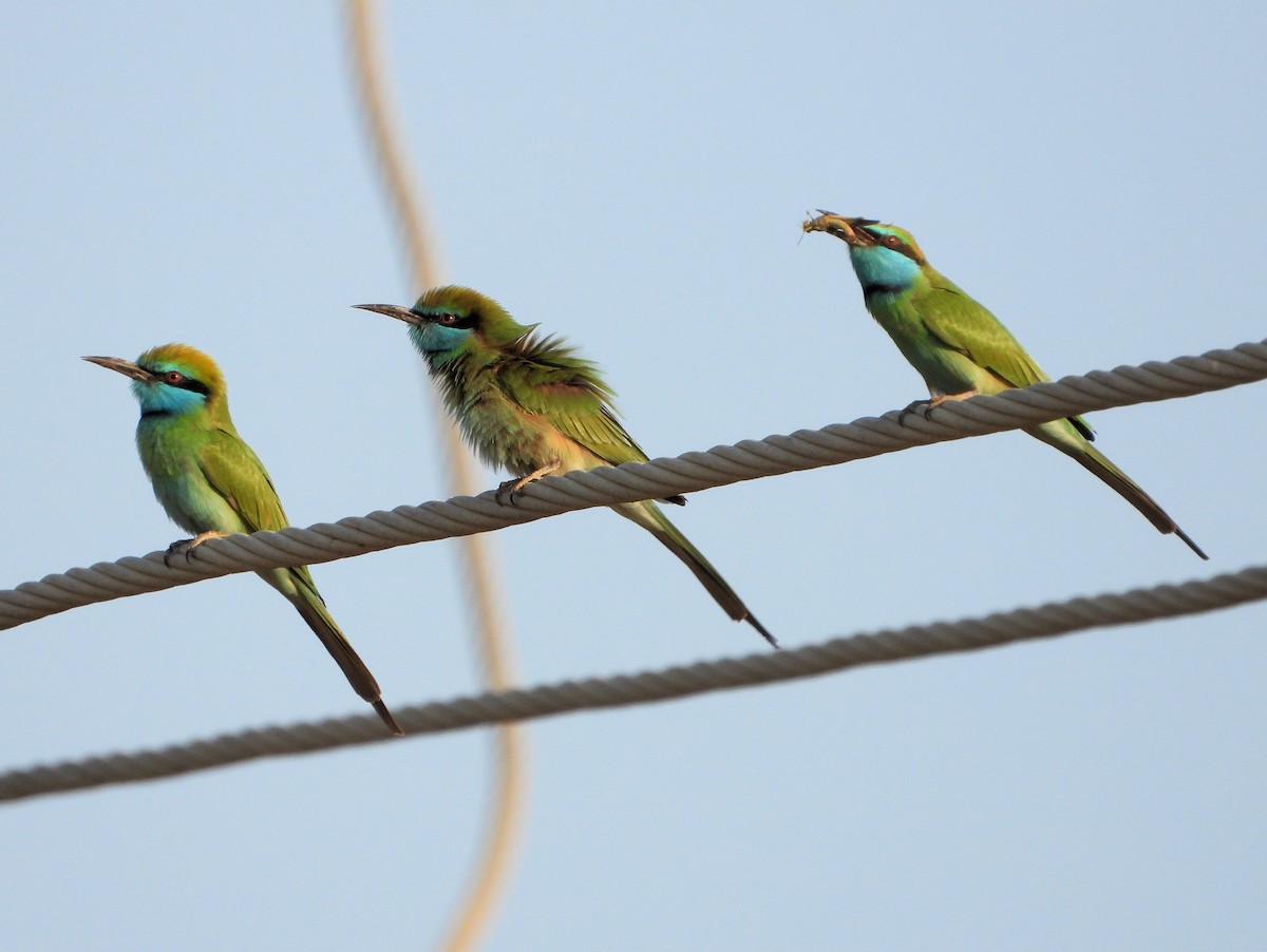 Arabian Green Bee-eater - ML647819997