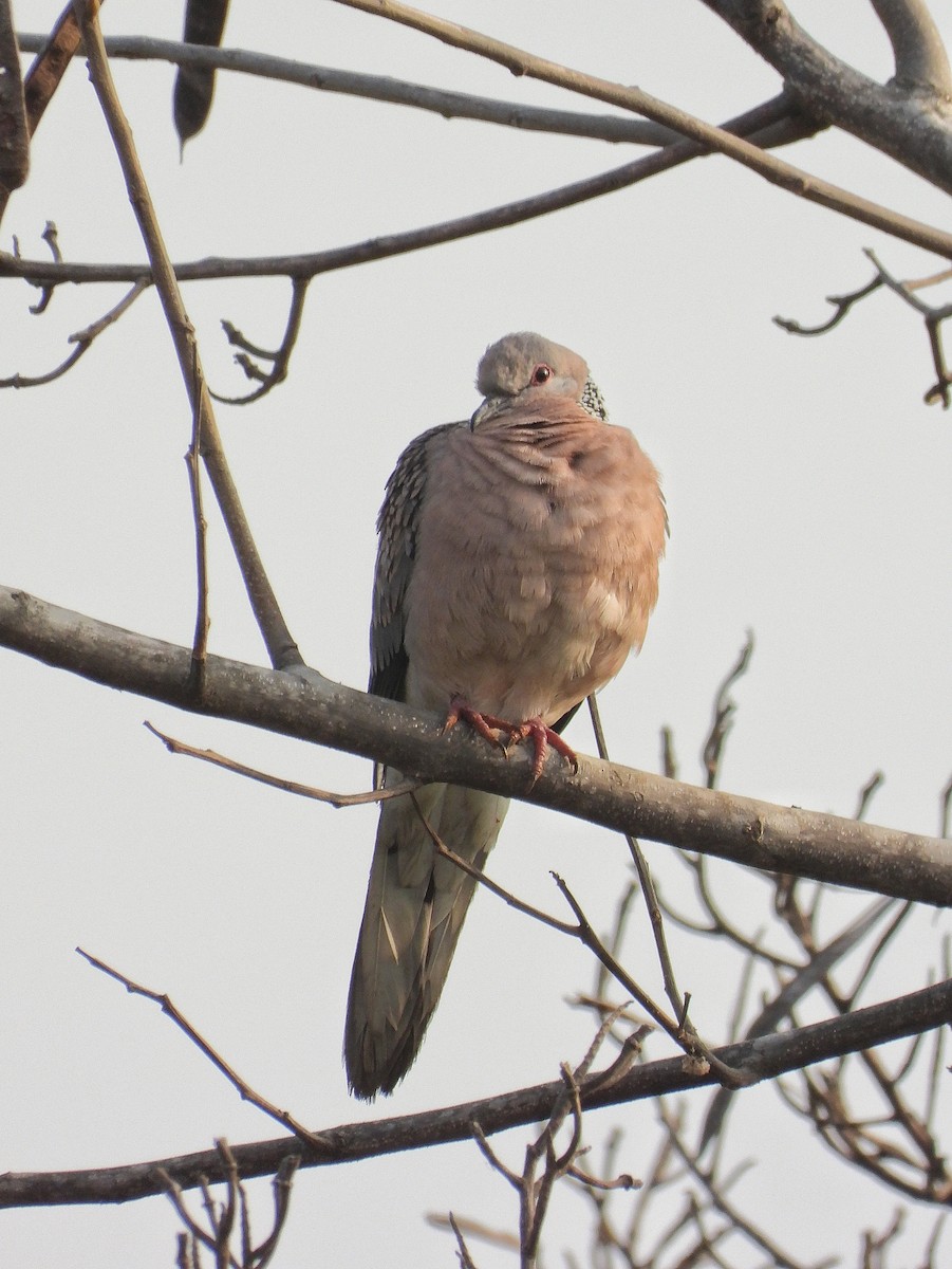 Spotted Dove - ML647819999