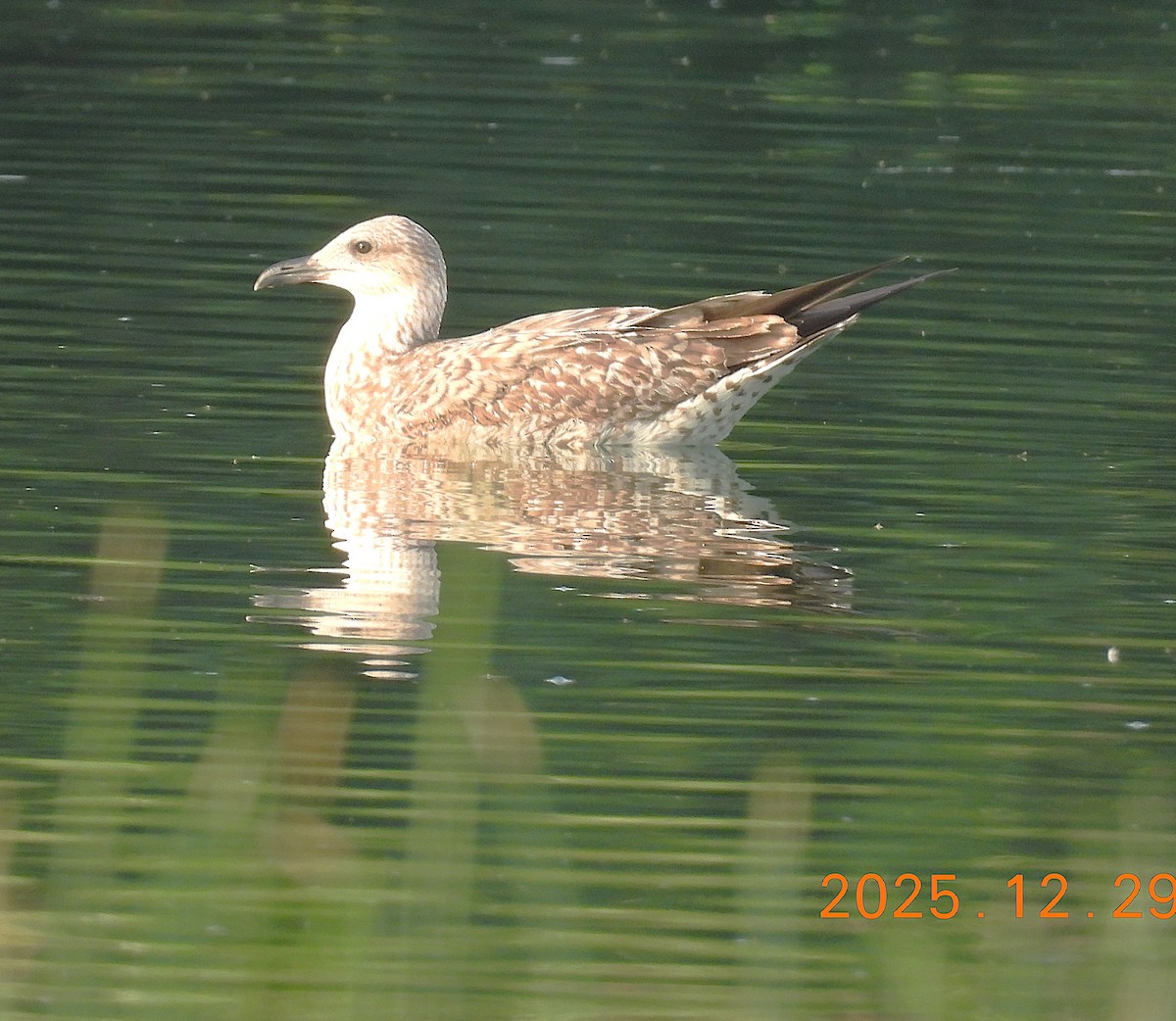 Lesser Black-backed Gull - ML647820000