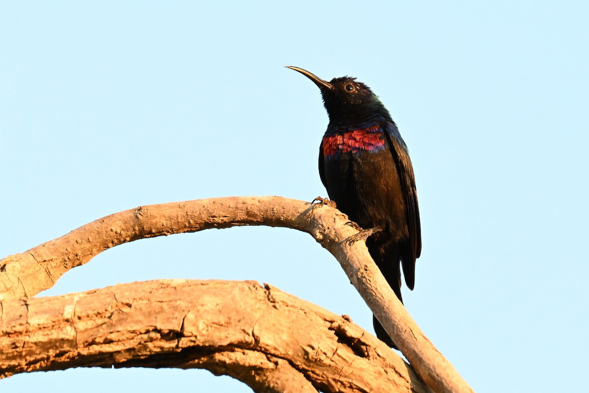 Arabian Sunbird - ML647820002