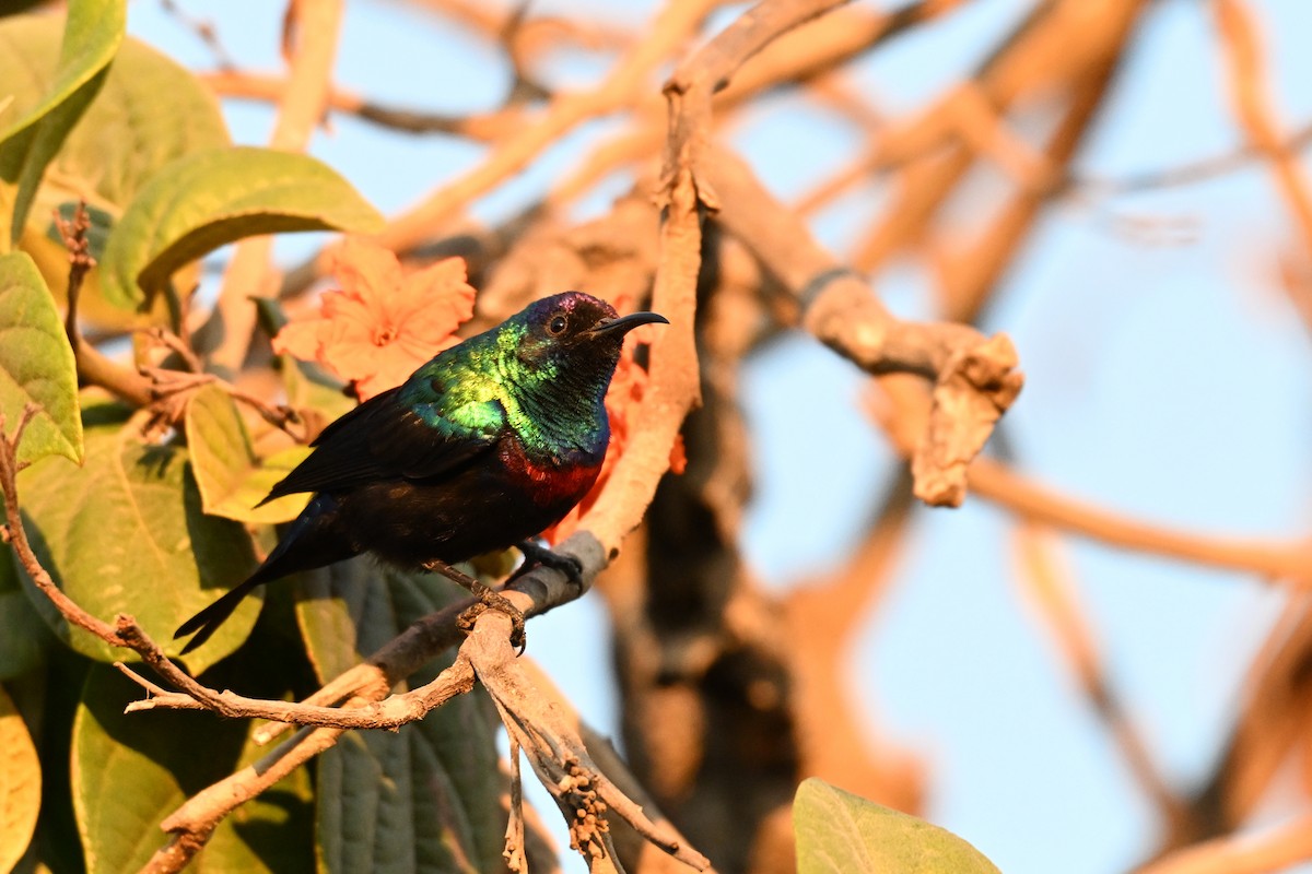 Arabian Sunbird - ML647820003