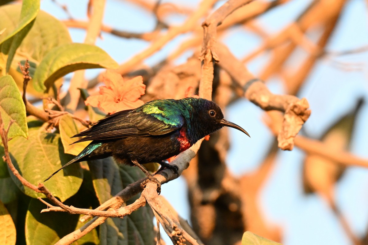 Arabian Sunbird - ML647820004