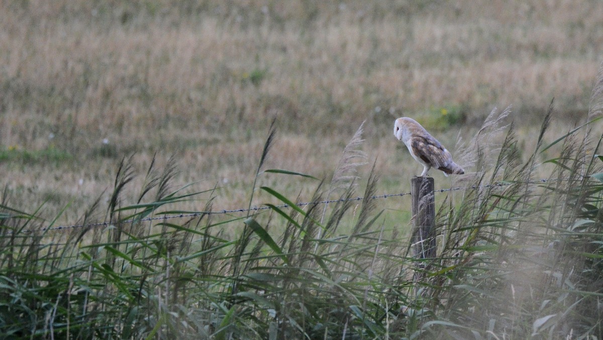 Western Barn Owl - ML647820005
