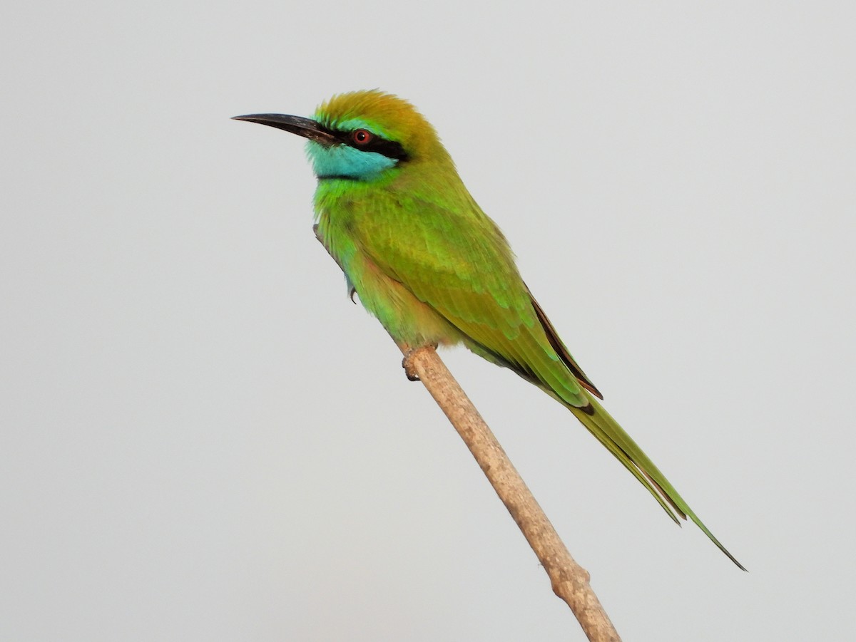 Arabian Green Bee-eater - ML647820006