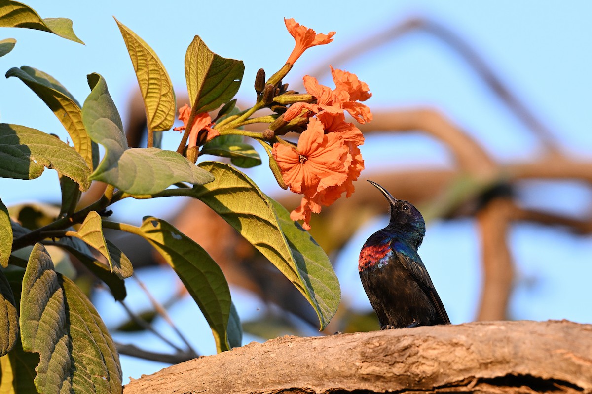 Arabian Sunbird - ML647820007