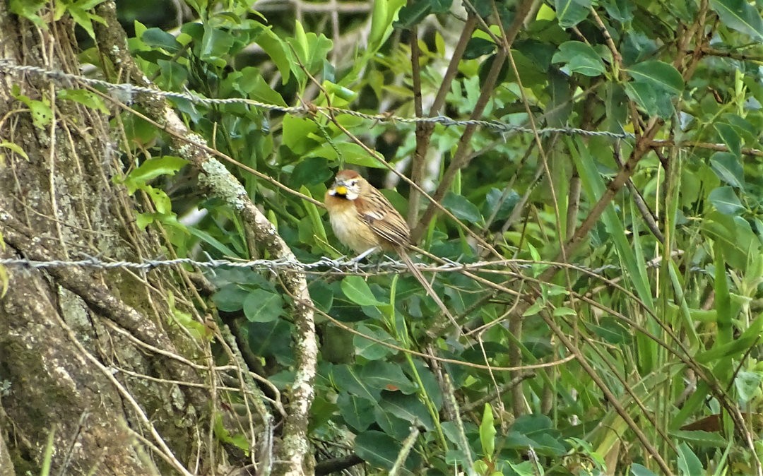 Chotoy Spinetail - ML647820008