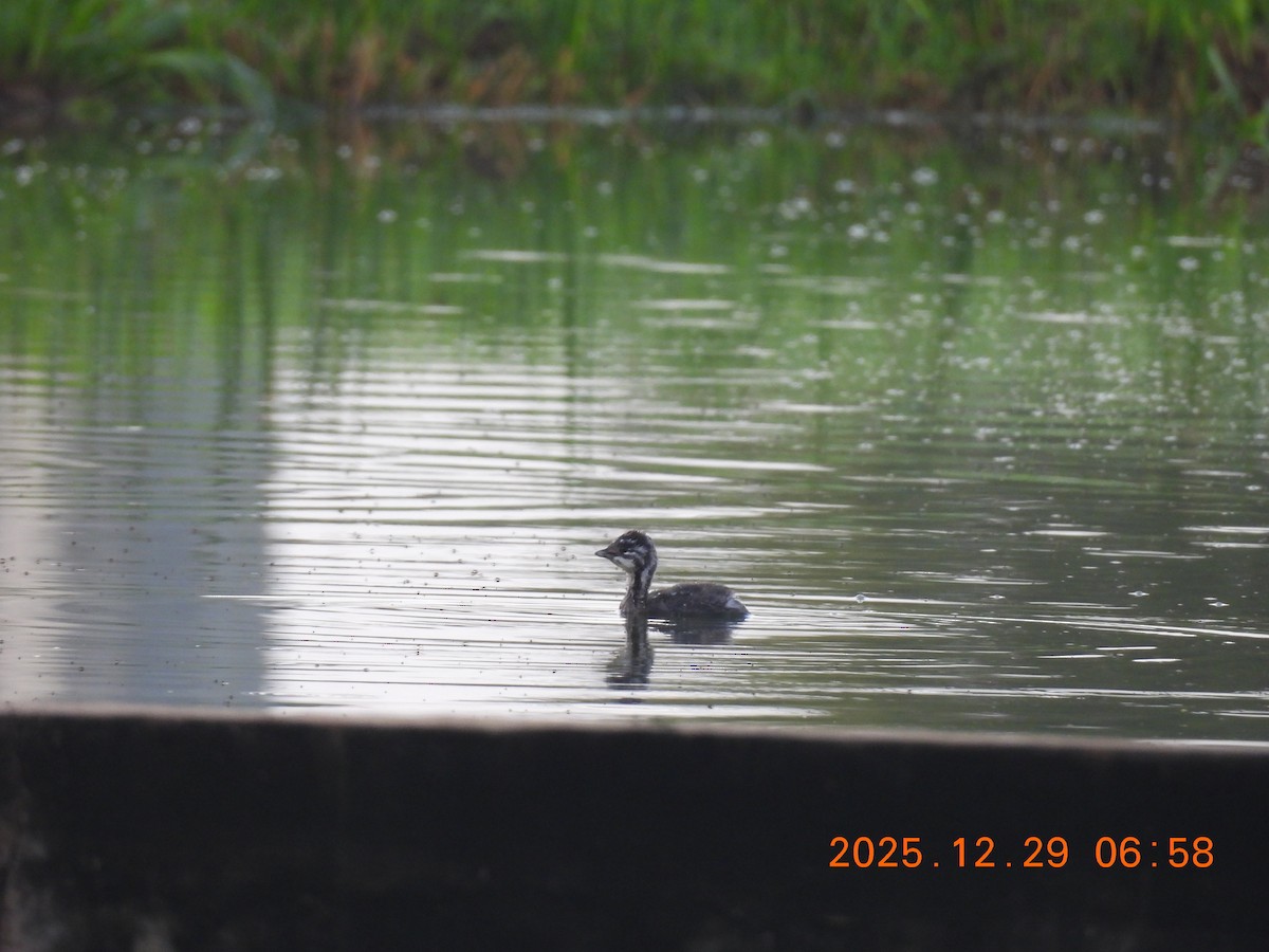 Least Grebe - ML647820012