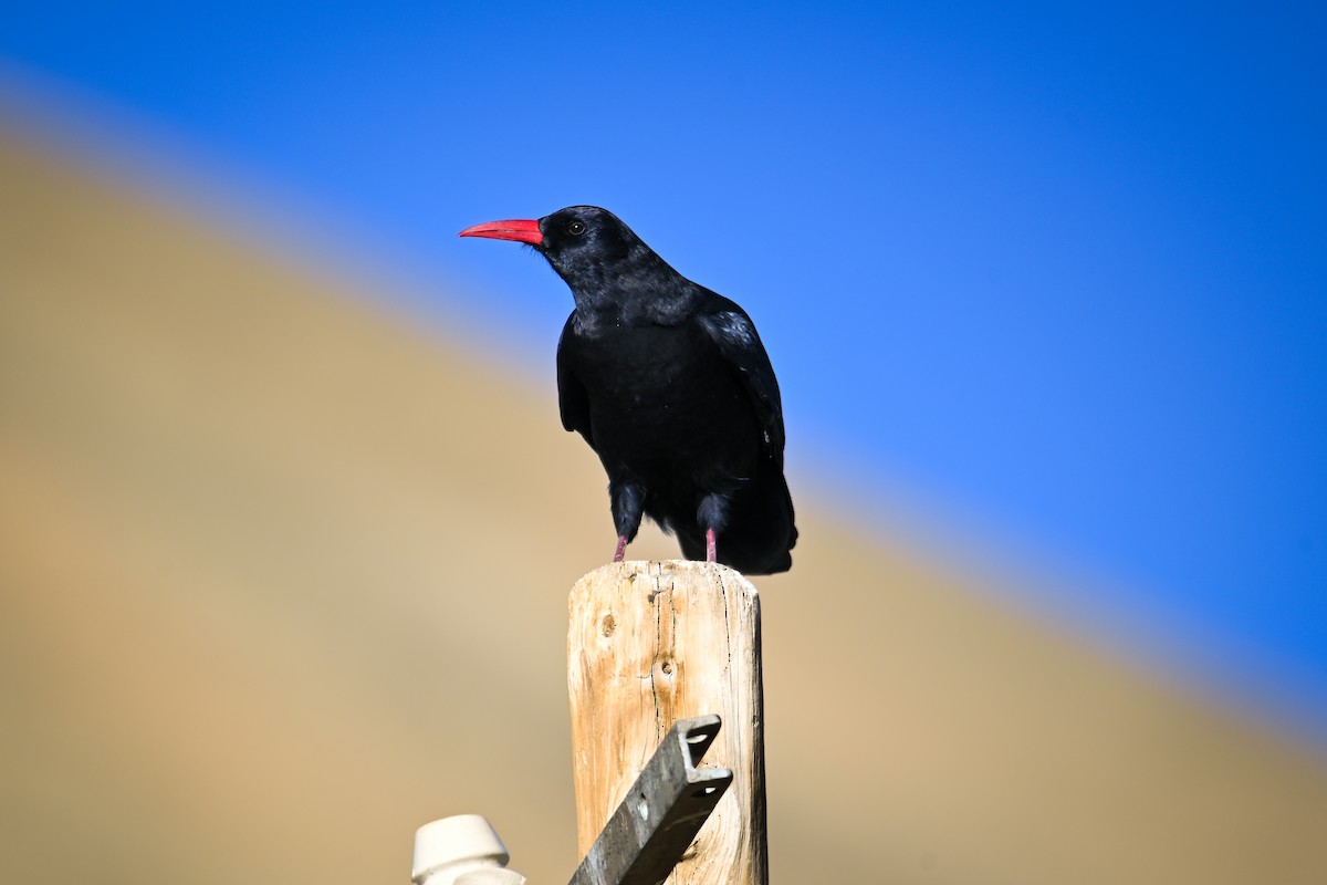 Red-billed Chough - ML647820013