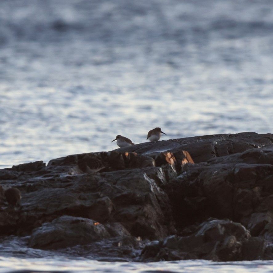 Dunlin - ML647820014