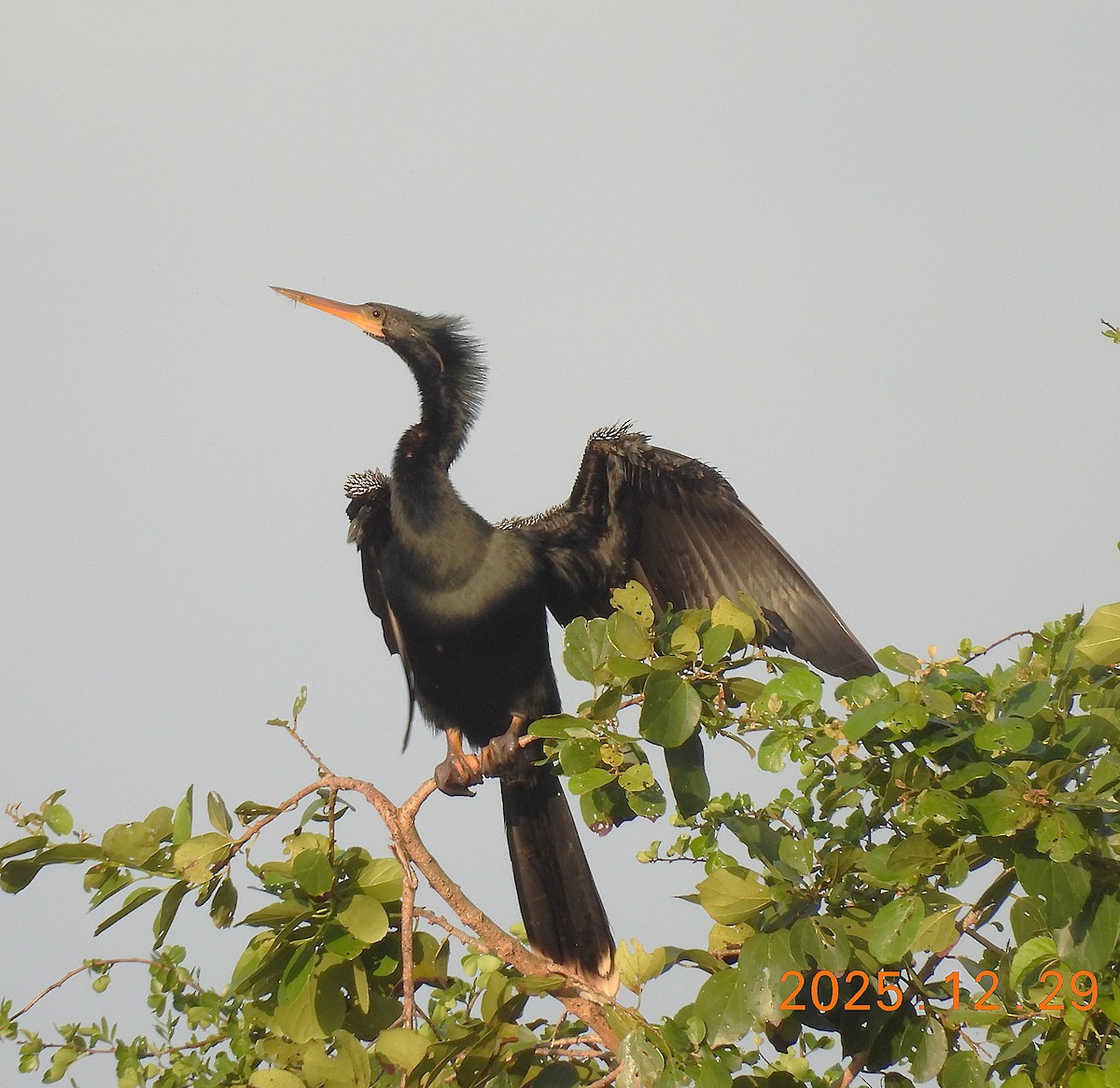 Anhinga - ML647820016
