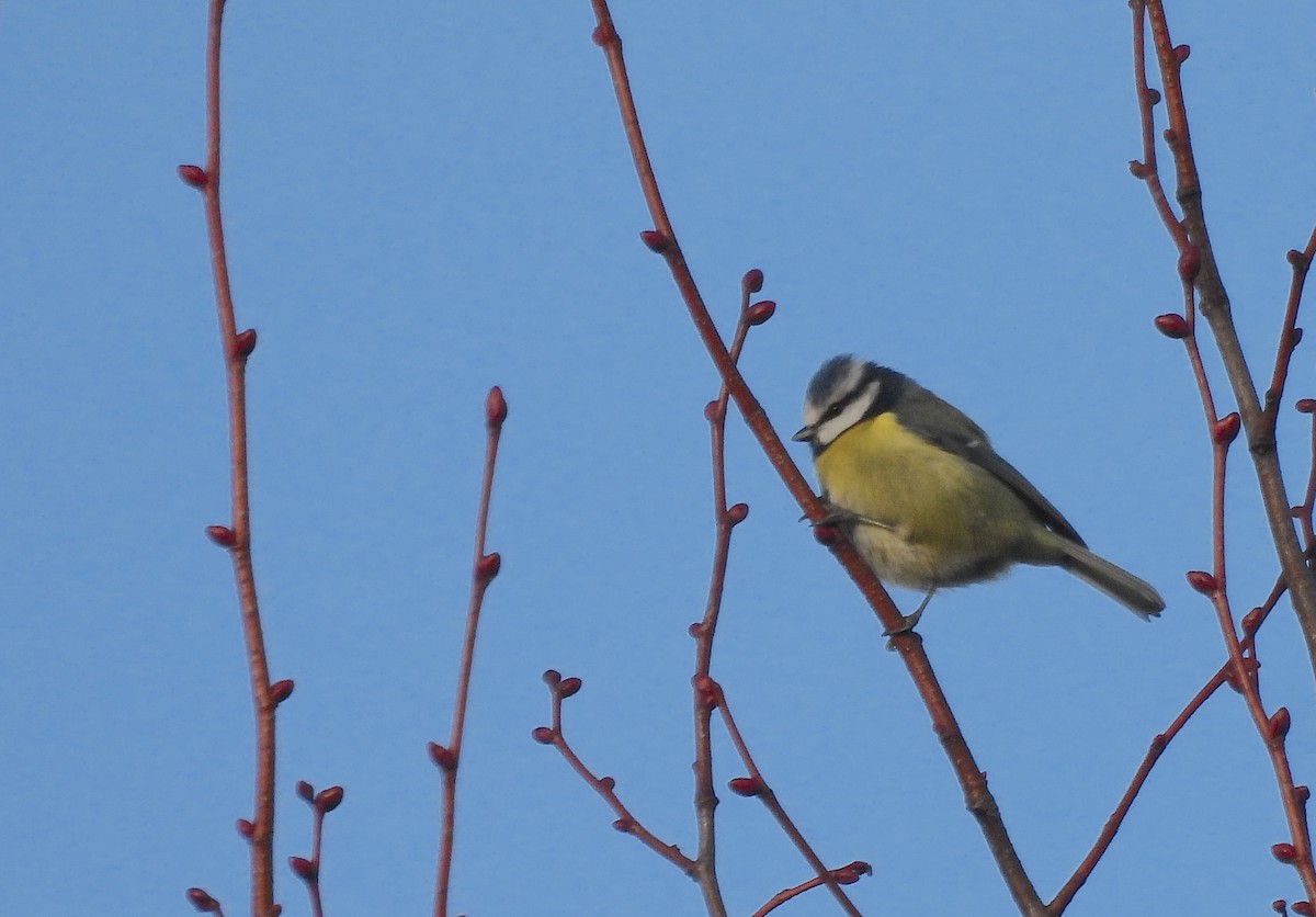 Eurasian Blue Tit - ML647820032