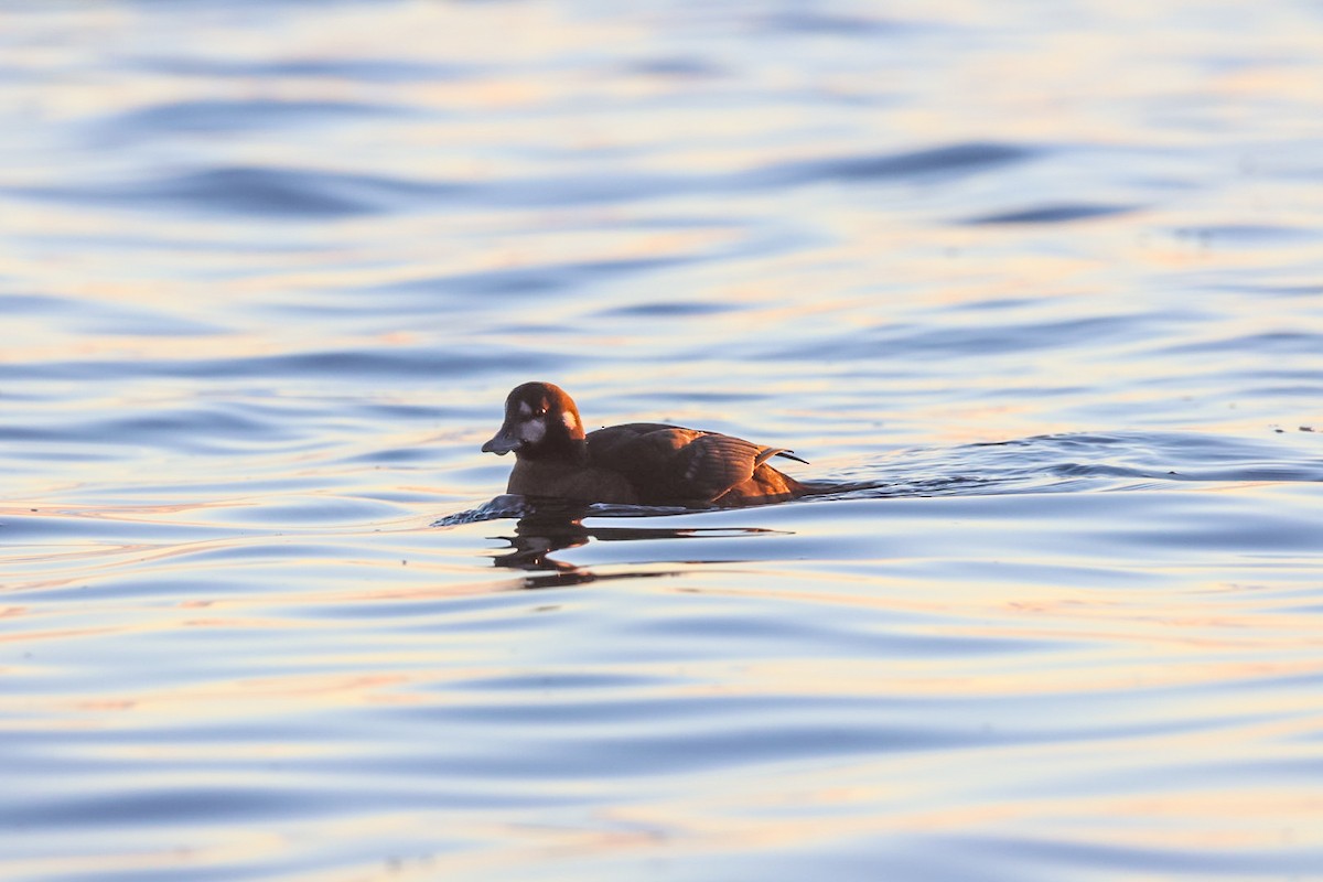 Palyaço Ördeği - ML647820033