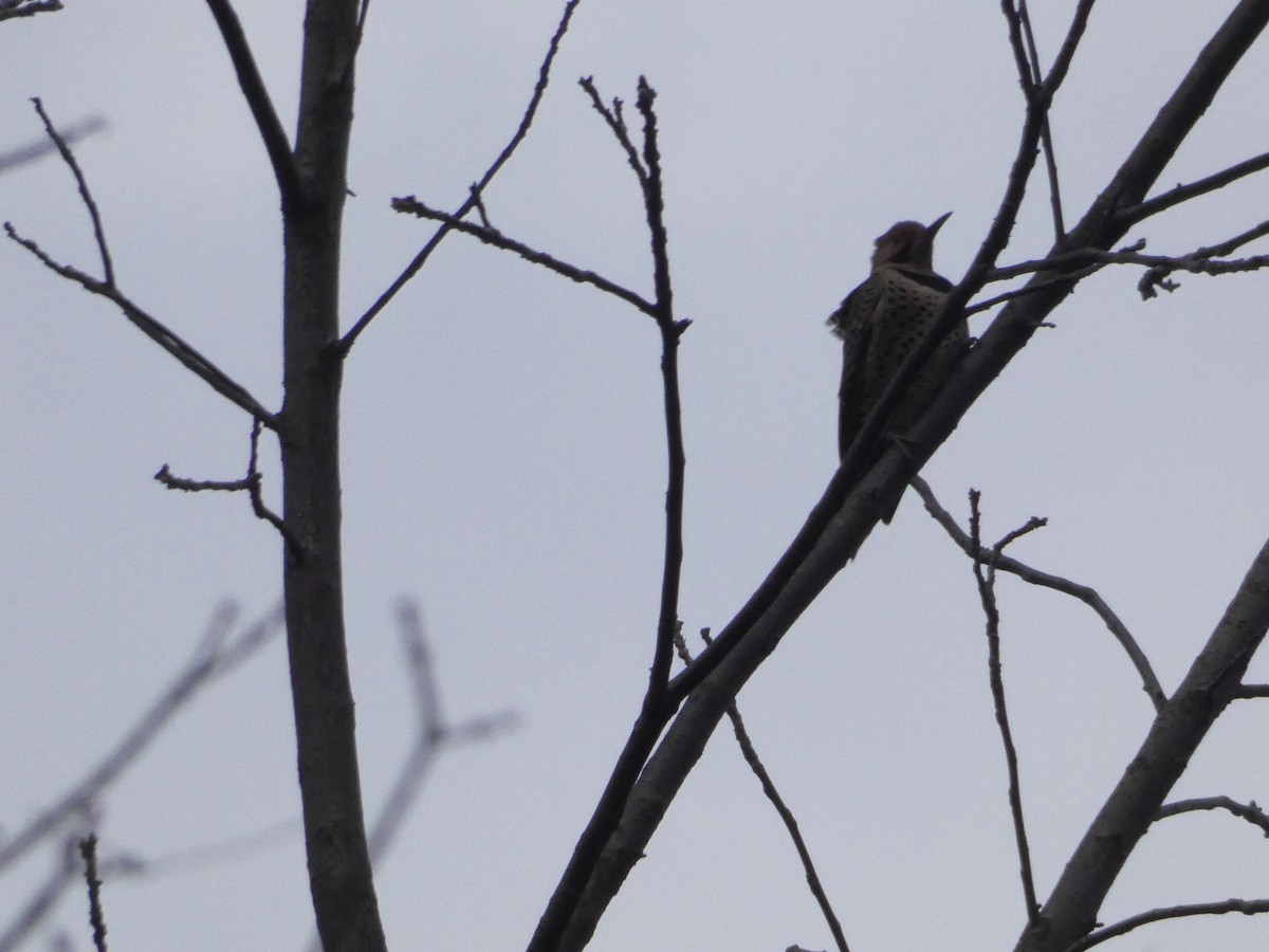 Декол золотистий - ML647820042