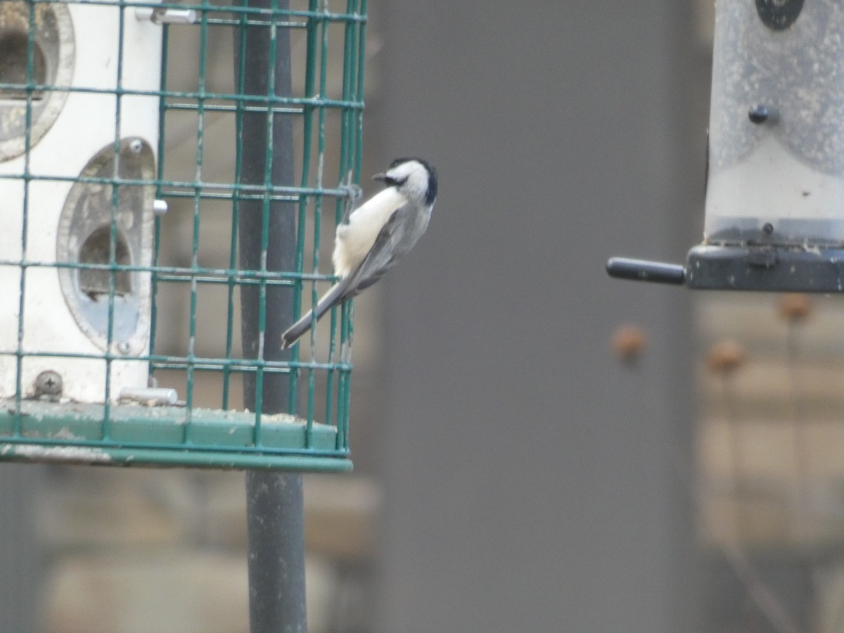 Гаїчка каролінська - ML647820048