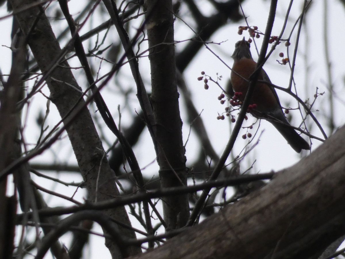 American Robin - ML647820053