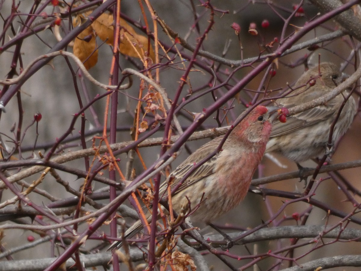 Чечевиця садова - ML647820054