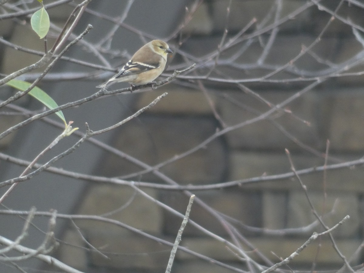 Чиж золотий - ML647820057