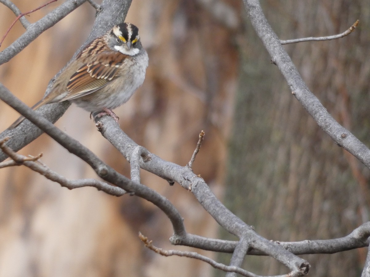 Бруант білогорлий - ML647820066