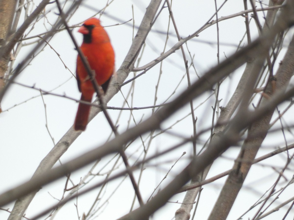 Кардинал червоний - ML647820067